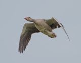 Greylag Goose