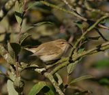 Chiffchaff