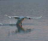 Mute Swan