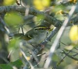 Pallas’s Leaf Warbler