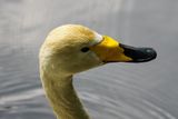 Whooper Swan