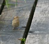 Sedge Warbler