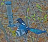 Common Magpie