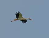 White Stork