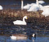 Tundra Swan