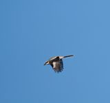 Great Grey Shrike