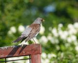 Fieldfare