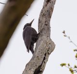 Black Woodpecker