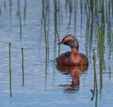 Horned Grebe