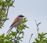 Red-backed Shrike