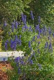 CRW_7676-MealyBlueSage-CrownridgeCanyonNA.jpg