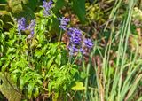 Mealy Blue Sage