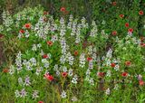 CRW_7426-white-horsemint.jpg