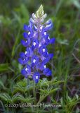 Bluebonnet Portrait