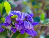 Mountain Laurel 