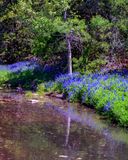 Bluebonnets and Creek III