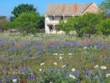Bluebonnets out the backdoor