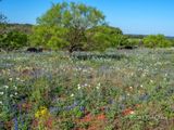 Bluebonnets and a Tree