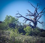 Dead Among the Wildflowers