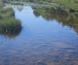 Reflections of Spring in a Creek