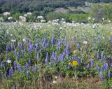Poppies and Bluebonnets