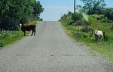 Cattle Guards 