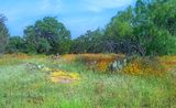 Wildflower Pocket