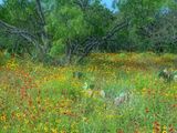 Wildflowers In the Trees