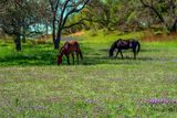 Horses in the Verbena