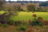 Making Hay