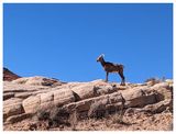 Bighorn sheep at Valley of Fire