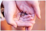 Tiny frog