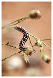 Hooded owlet caterpillar
