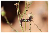 Hooded owlet caterpillar