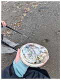Abalone shell