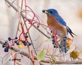 Eastern Bluebird