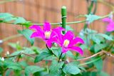 Clematis @f9 105mm Z7