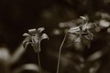 Leopard Lily