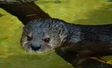 Otter Stare