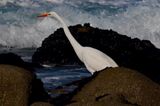 Hunting Near the Waves