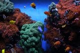 Colorful Under Sea Valentine