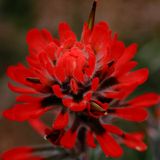 Desert Paintbrush Red