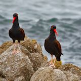 Looking for a Nesting Site