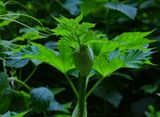 Burst of Green