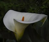 Calla Lily Softness