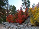 Splash of Zion Red