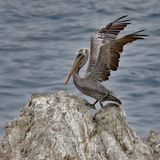 Pinpoint Landing