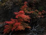 Flaming Autumn Red
