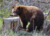 Sniffing Around for Termites 