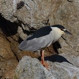 Black Crown Night Heron